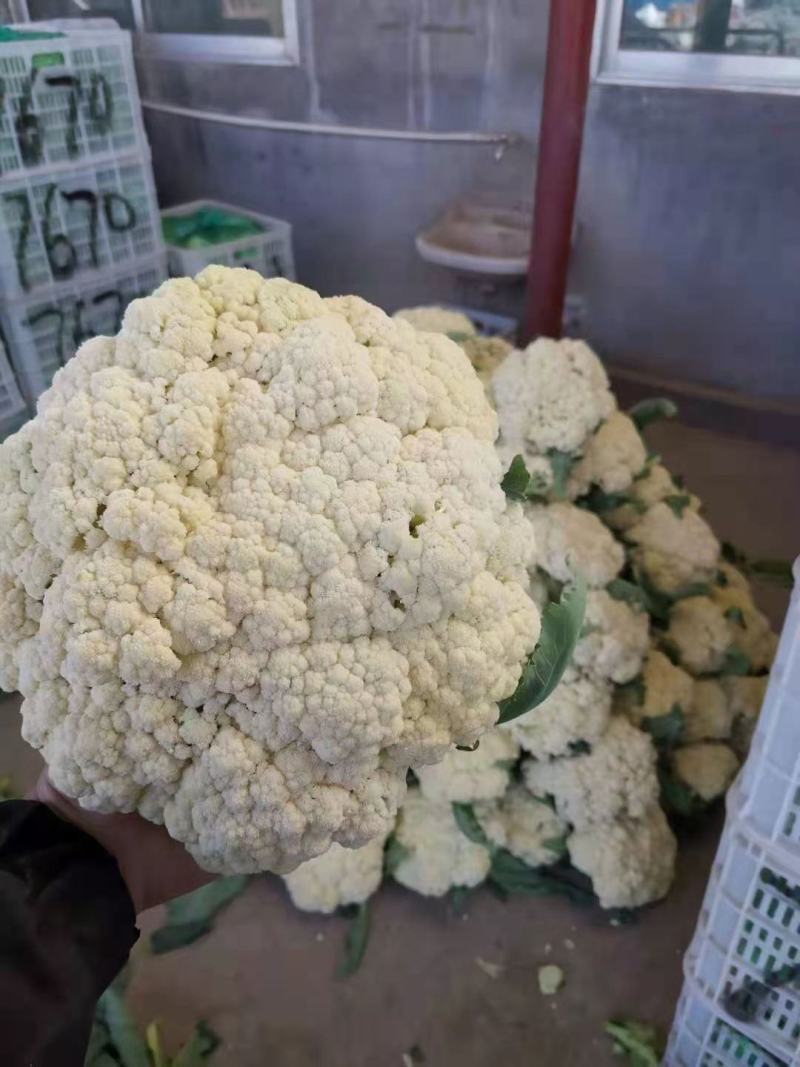 山东青州优质精品菜花大量上市价格优惠