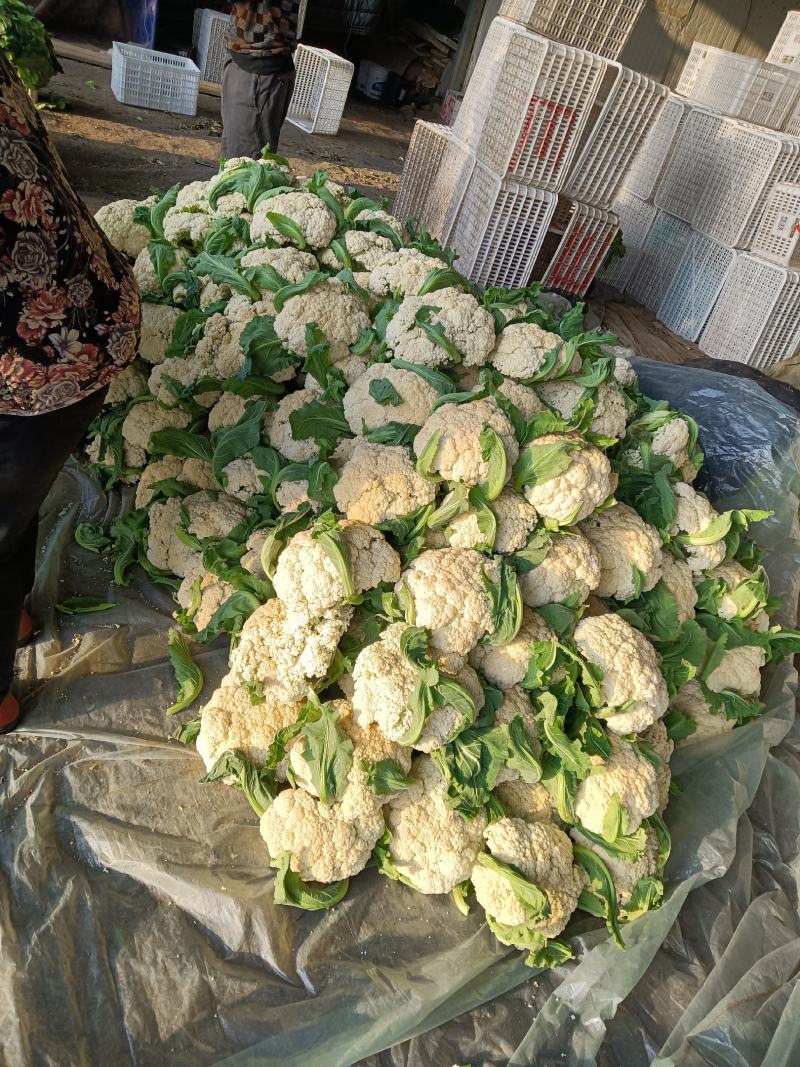 山东青州优质精品菜花大量上市价格优惠