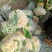 山东青州优质精品菜花大量上市价格优惠