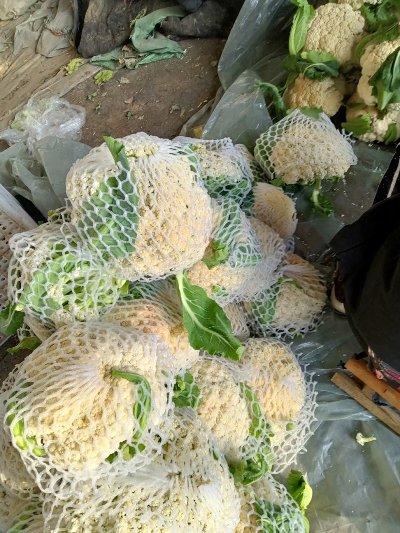 山东青州优质精品菜花大量上市价格优惠