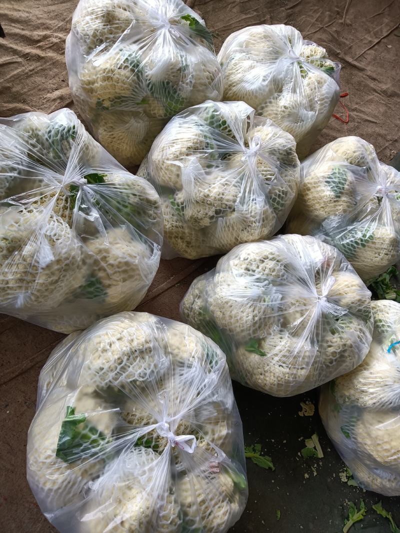 山东青州优质精品菜花大量上市价格优惠
