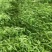 青豌豆角大量上市价格优惠