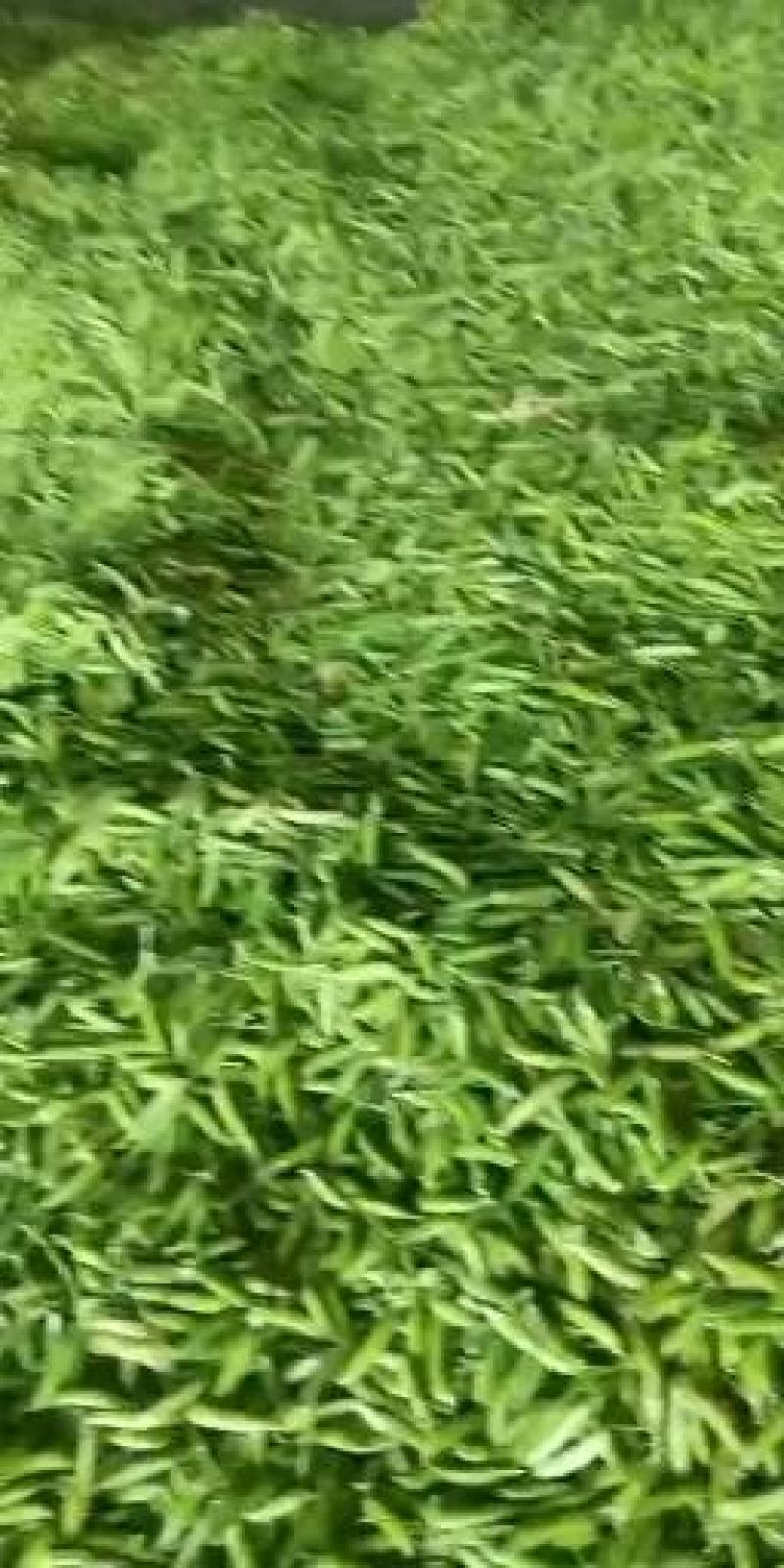 青豌豆角大量上市价格优惠