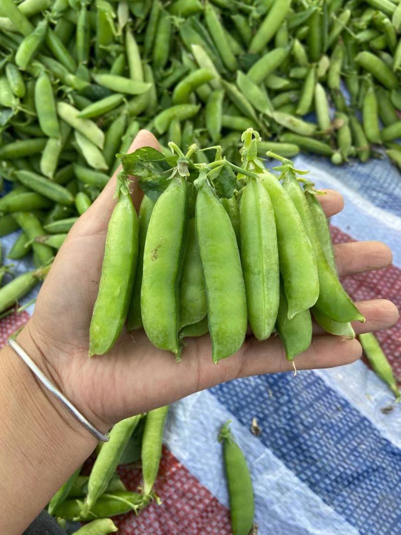 青豌豆角大量上市价格优惠