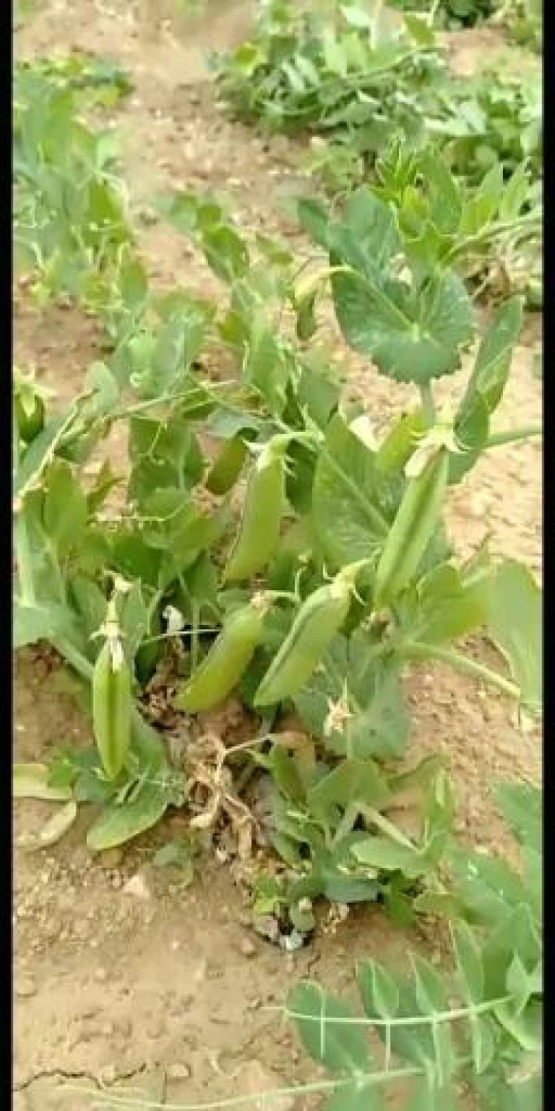 青豌豆角大量上市价格优惠
