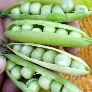 青豌豆角大量上市价格优惠