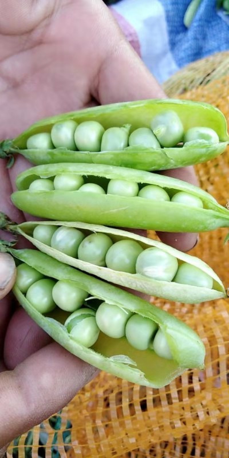 青豌豆角大量上市价格优惠