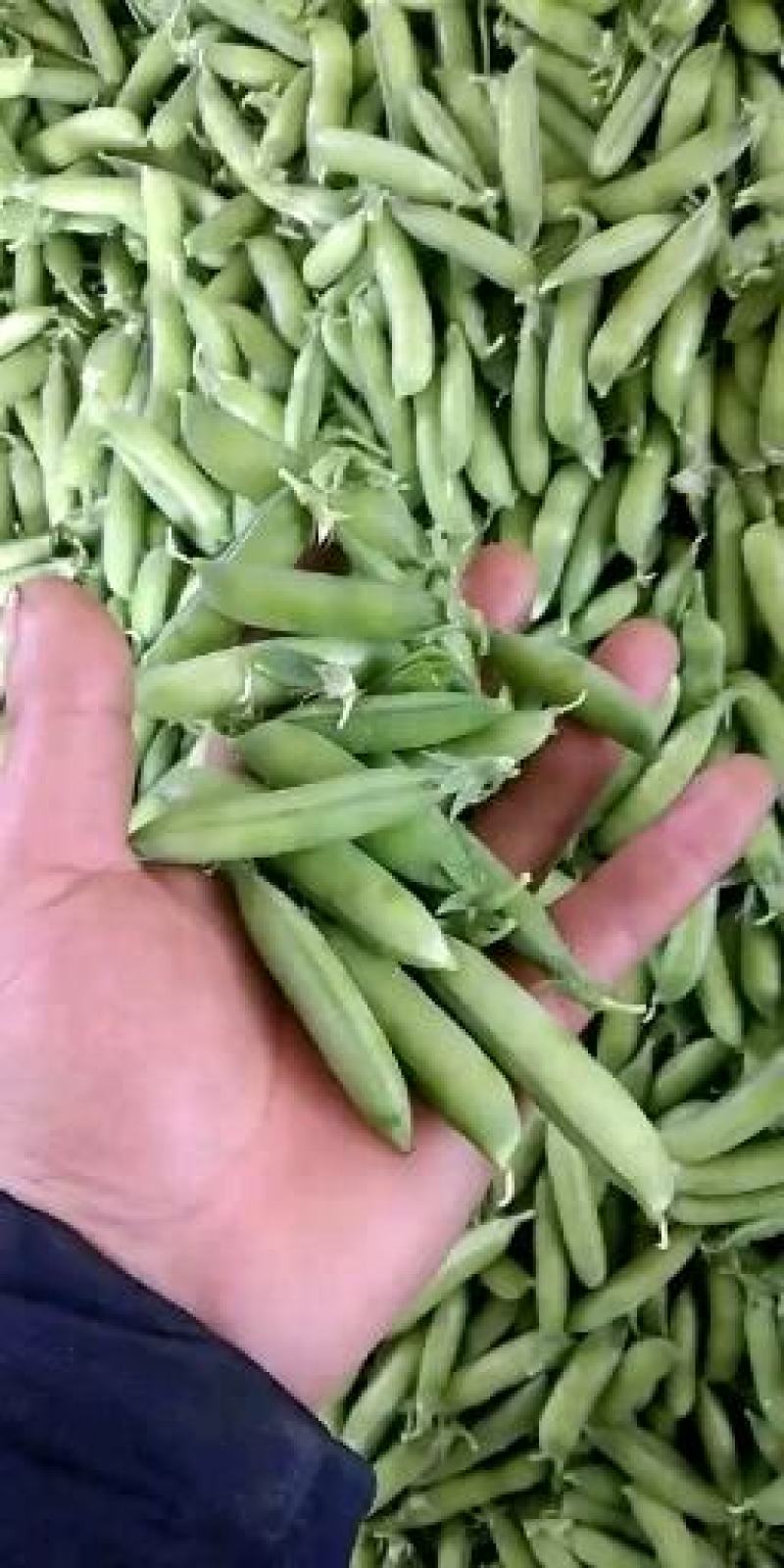 青豌豆角大量上市价格优惠