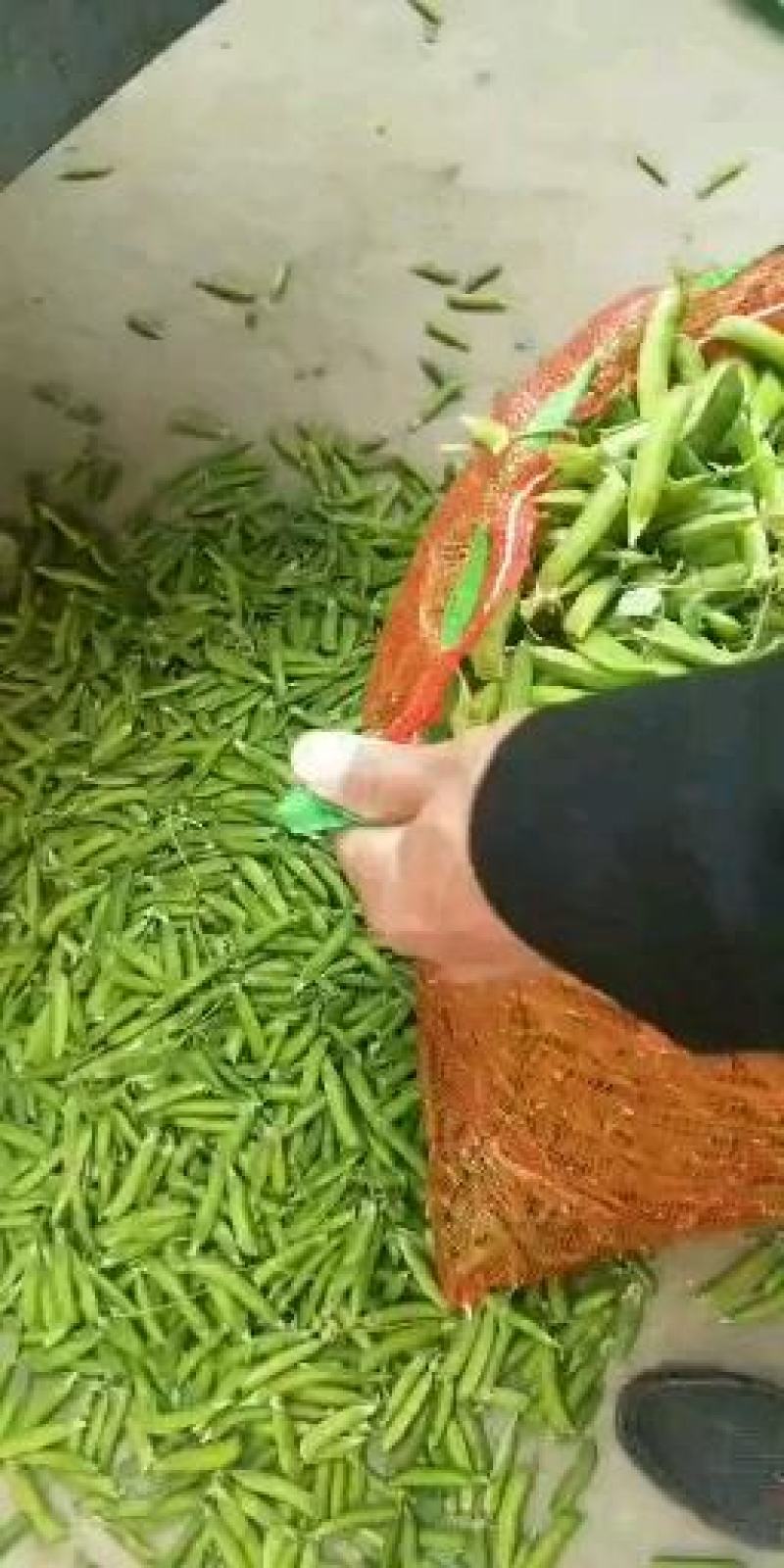青豌豆角大量上市价格优惠