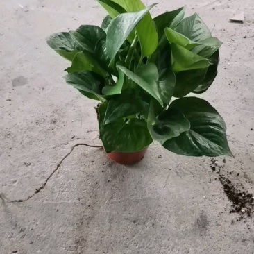 180绿萝