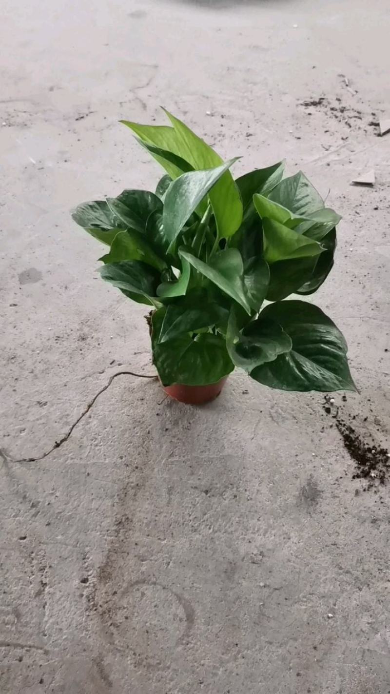 180绿萝