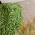 老豌豆荚，饱满，新鲜！一条龙服务，质优价廉！