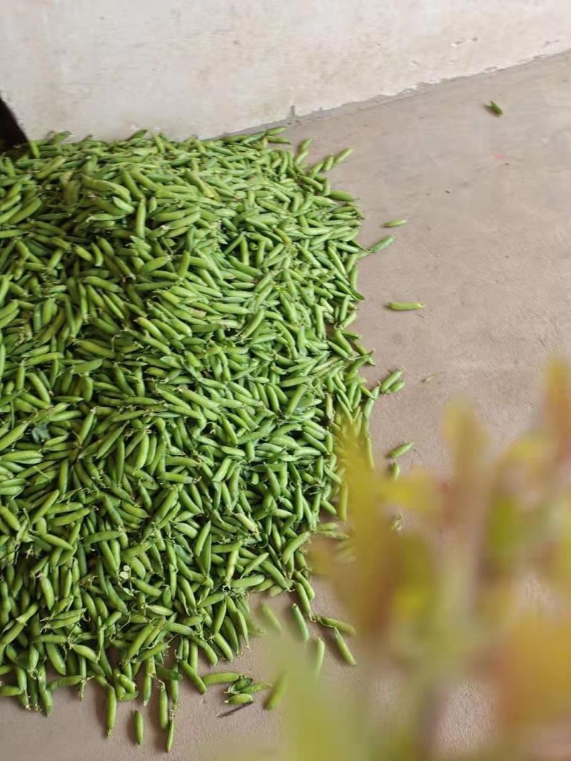 老豌豆荚，饱满，新鲜！一条龙服务，质优价廉！