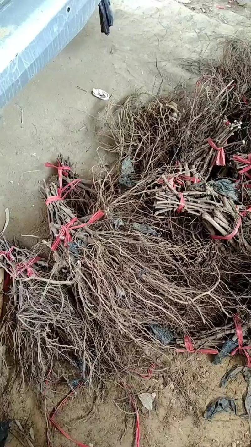 无核白鸡心葡萄苗，青提，早熟香甜,抗病高产，晒新疆葡萄干