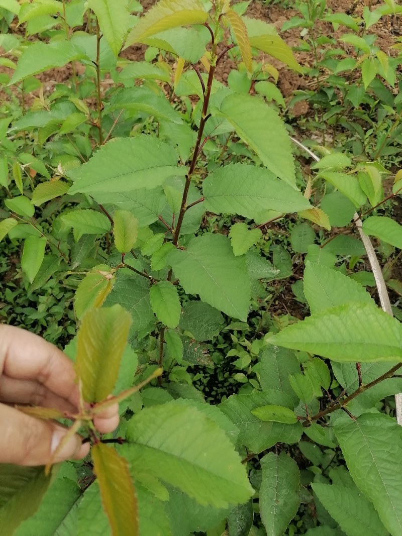 樱桃苗南方北方车厘子苗科南自花矮化大樱桃苗