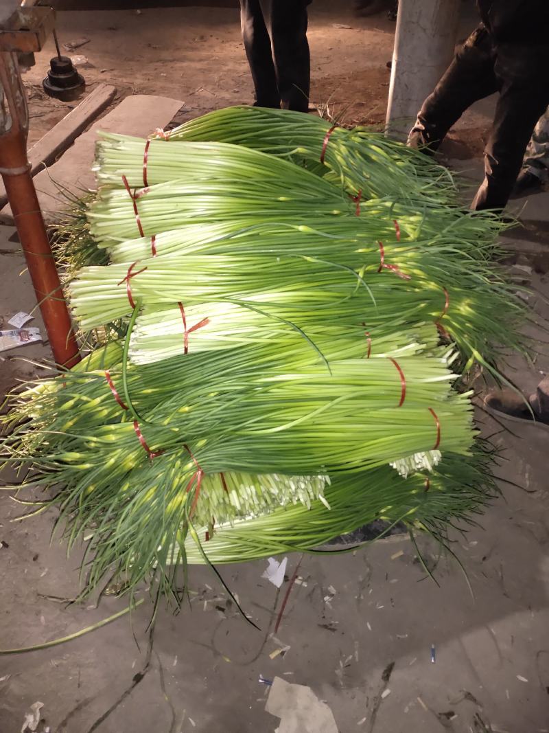 红帽蒜薹，以大量上市，可视频看货，可发货