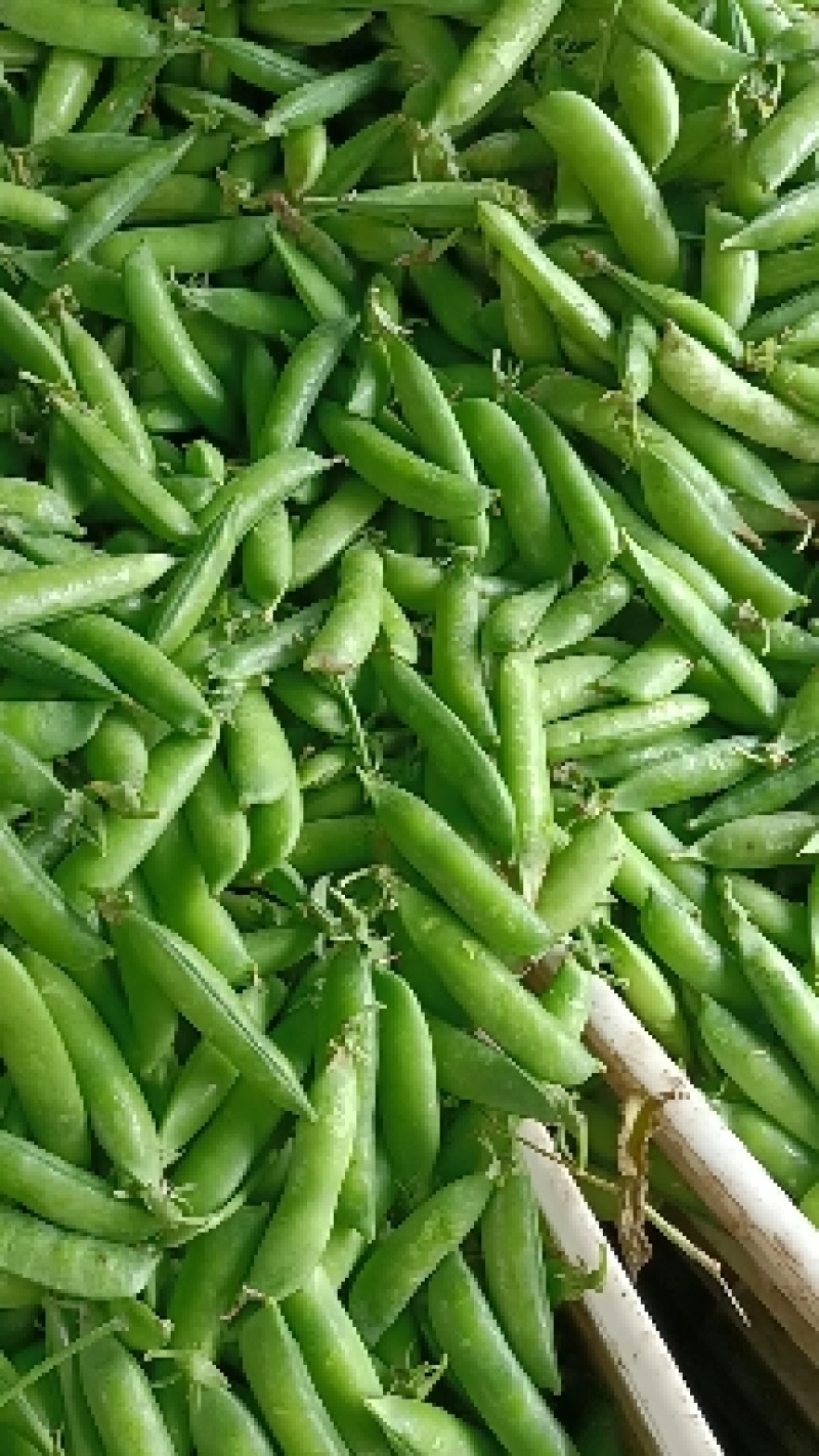 老豌豆荚，饱满，新鲜！一条龙服务，质优价廉！