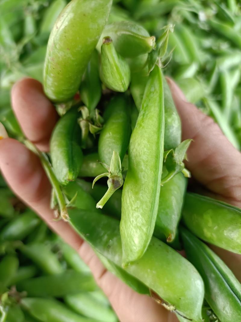 老豌豆荚，饱满，新鲜！一条龙服务，质优价廉！