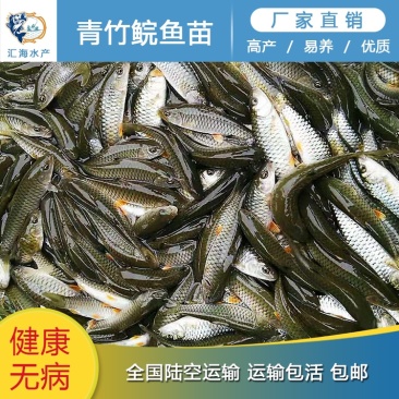 军鱼苗青竹鲩鱼苗坑娟鱼光倒刺粑鱼苗