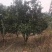 香泡，沙田柚树，可供各内工程苗以及苗圃精品。