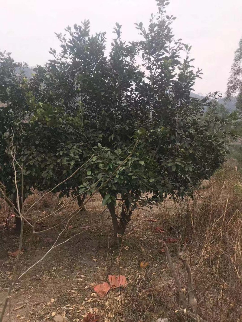 香泡，沙田柚树，可供各内工程苗以及苗圃精品。