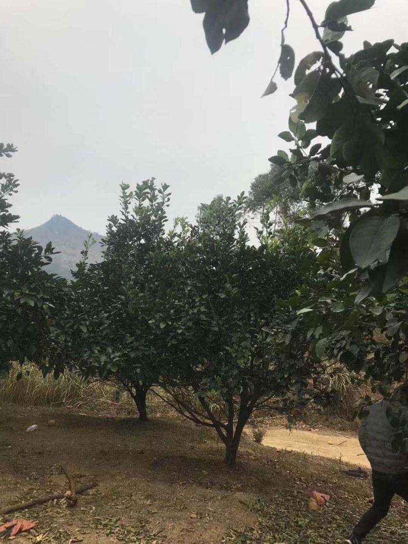 香泡，沙田柚树，可供各内工程苗以及苗圃精品。