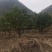 香泡，沙田柚树，可供各内工程苗以及苗圃精品。