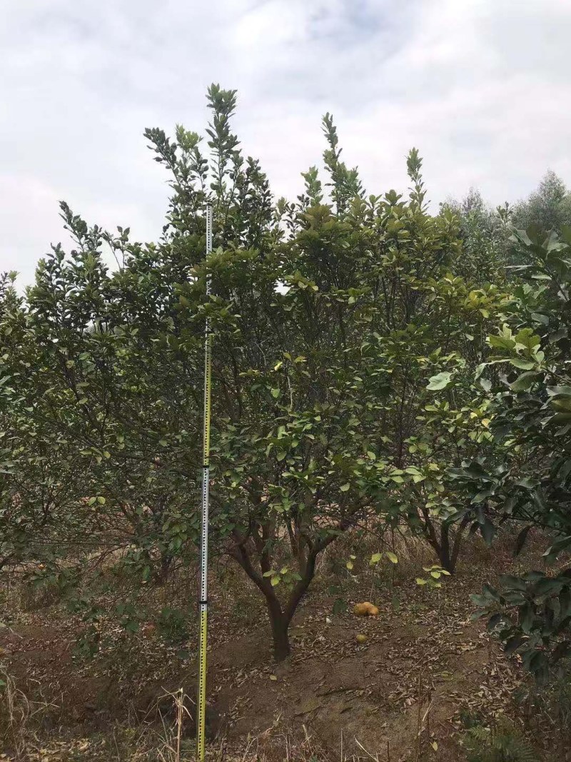 香泡，沙田柚树，可供各内工程苗以及苗圃精品。