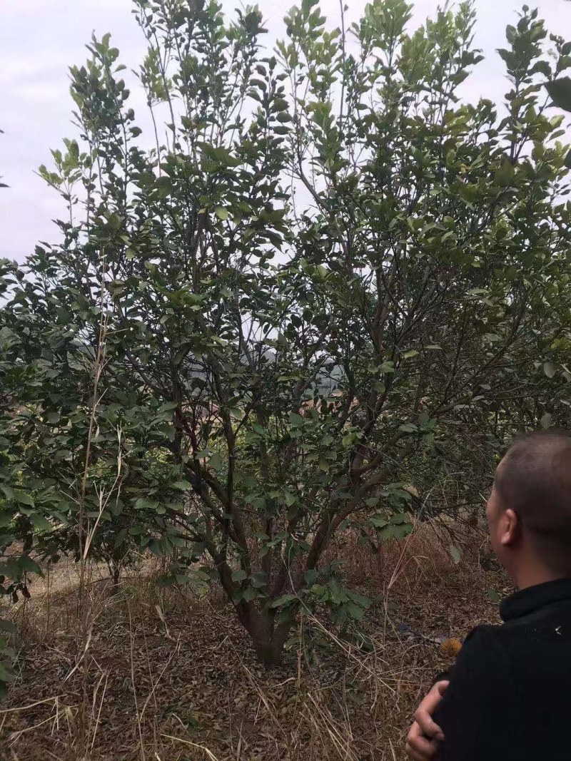 香泡，沙田柚树，可供各内工程苗以及苗圃精品。