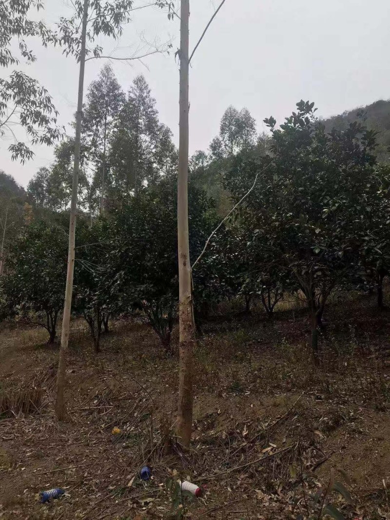 香泡，沙田柚树，可供各内工程苗以及苗圃精品。