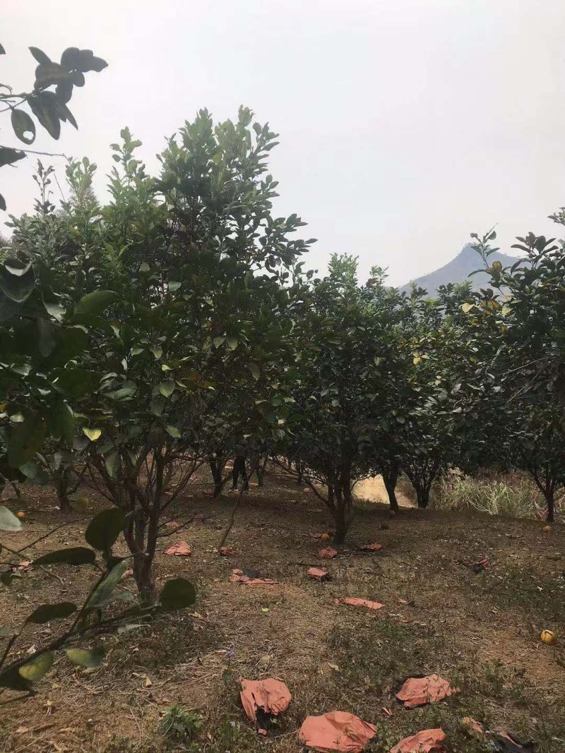 香泡，沙田柚树，可供各内工程苗以及苗圃精品。