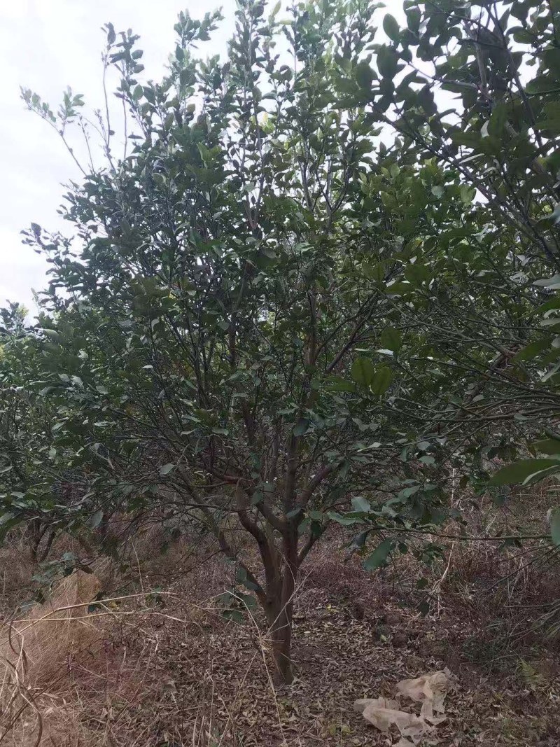香泡，沙田柚树，可供各内工程苗以及苗圃精品。