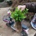 瓜子黄杨小苗（高山）（适合，苗圃，营养钛专用）