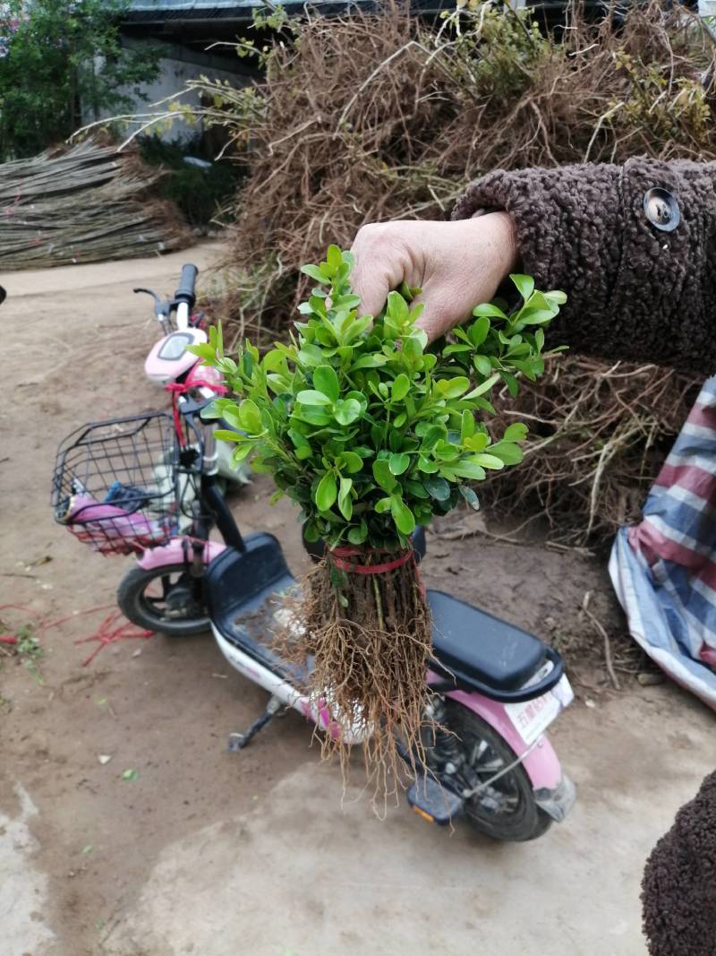 瓜子黄杨小苗（高山）（适合，苗圃，营养钛专用）