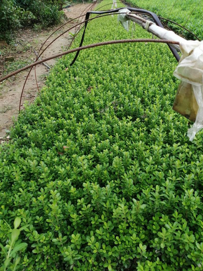 瓜子黄杨小苗（高山）（适合，苗圃，营养钛专用）