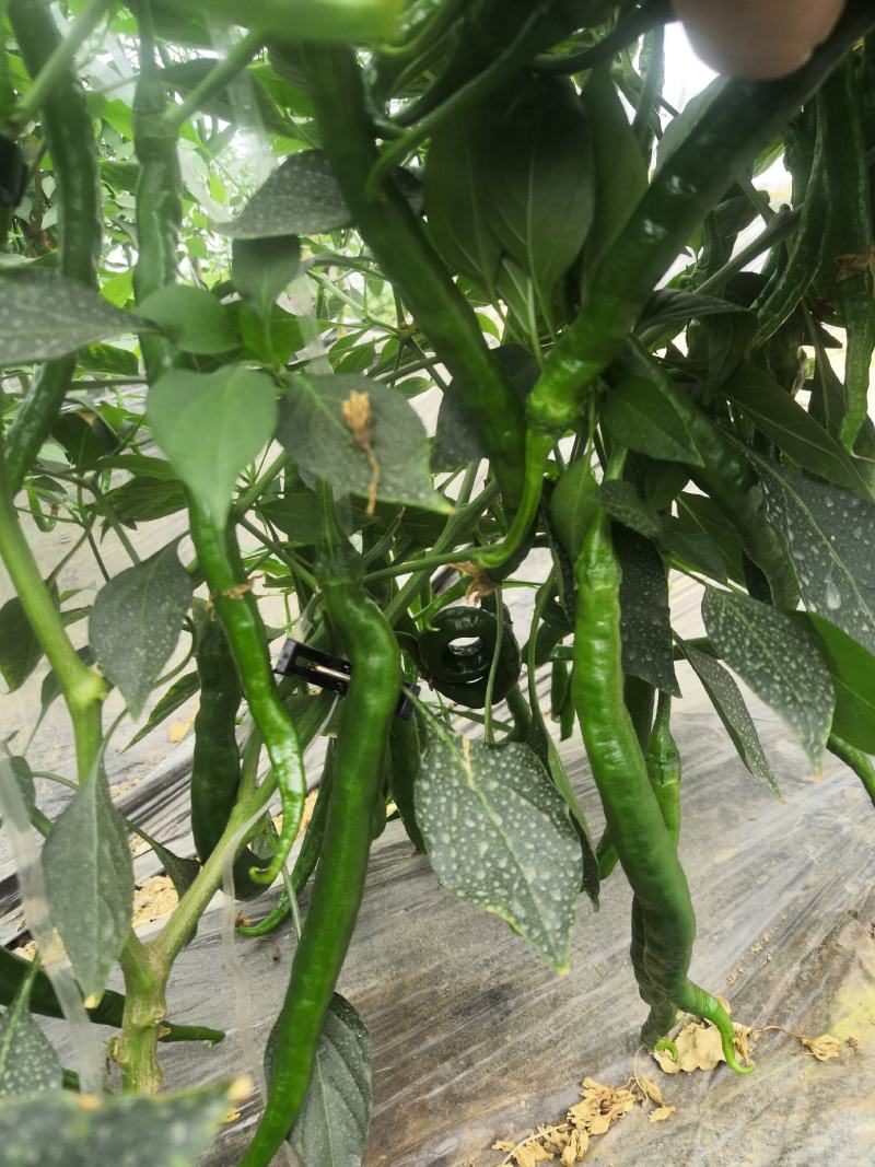宁都辣椒蔬菜基地，青皮三号线，八号线