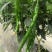宁都辣椒蔬菜基地，青皮三号线，八号线