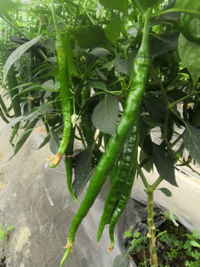 宁都辣椒蔬菜基地，青皮三号线，八号线