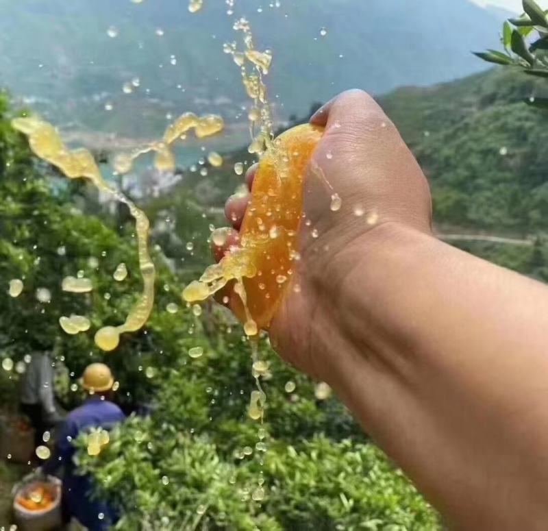脐橙纽荷尔脐橙九月红橙爱媛橙上鲜果一手货源保质保量