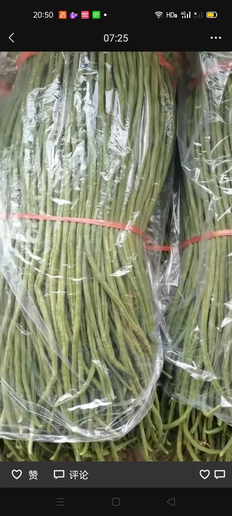 山东青州优质精品长豆角大量上市价格优惠