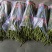 山东青州优质精品长豆角大量上市价格优惠