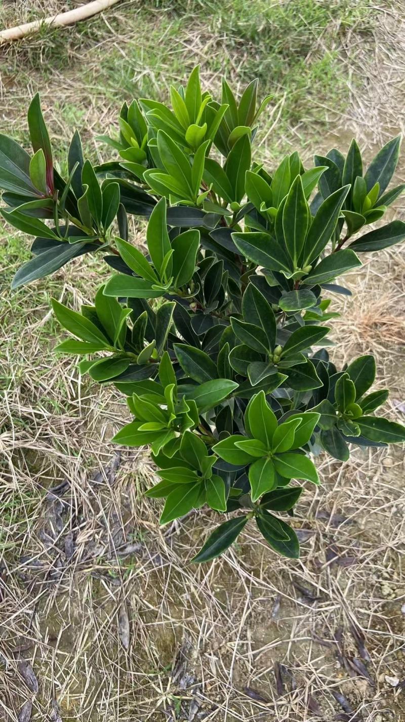 四季杜鹃茶四季茶花重瓣四季茶花