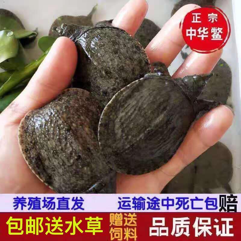 外塘淡水养殖放养套养小甲鱼苗活体小苗水鱼团鱼脚鱼王八