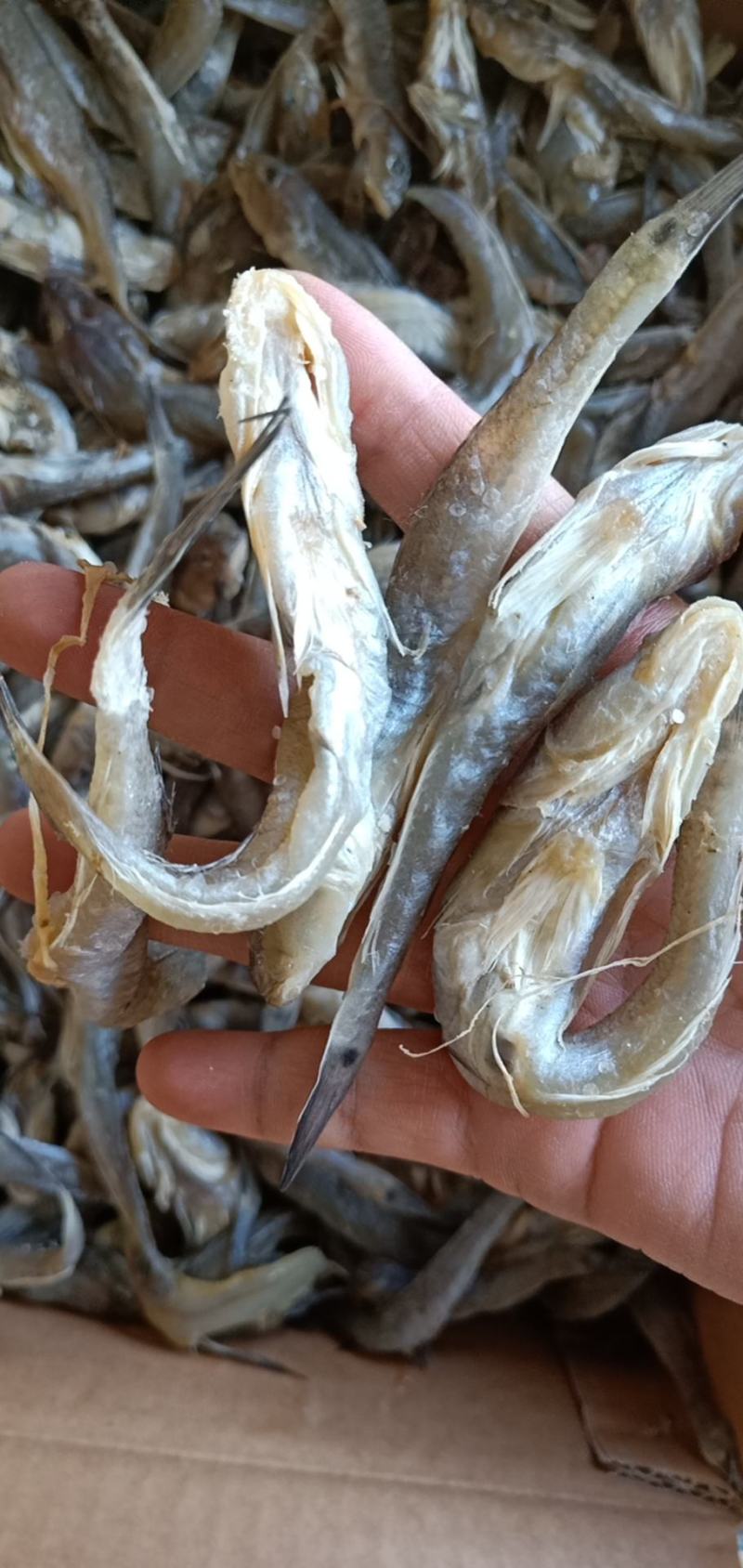 狗光鱼又叫油光鱼咸鱼产地直发大量现货