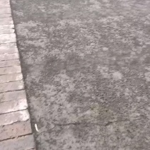 谷类作物