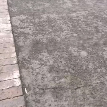 谷类作物