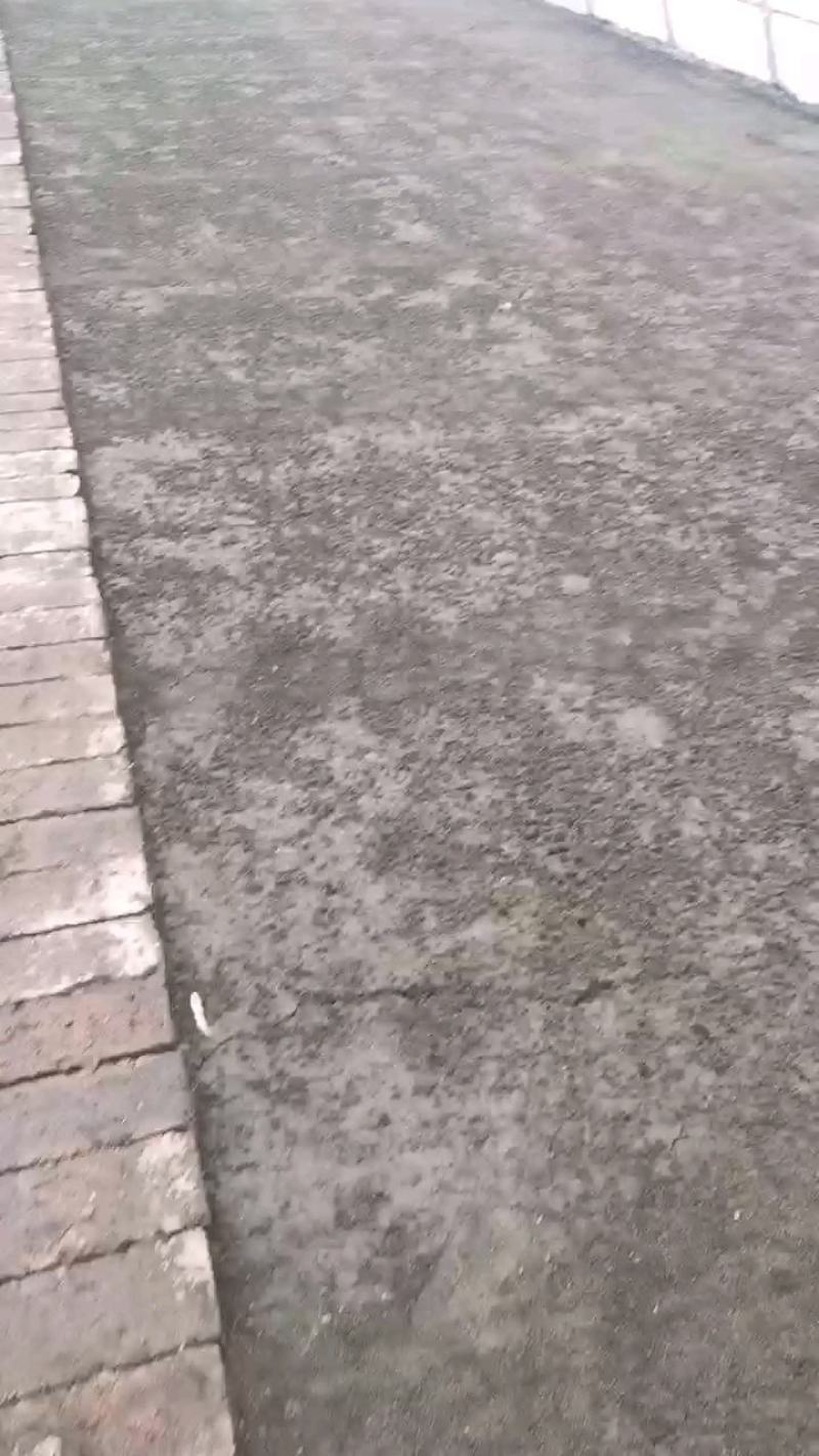 谷类作物