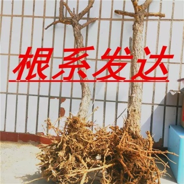黑红枸杞苗宁杞一号五号七号水果枸杞盆栽地栽老树桩当年结果