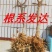 黑红枸杞苗宁杞一号五号七号水果枸杞盆栽地栽老树桩当年结果