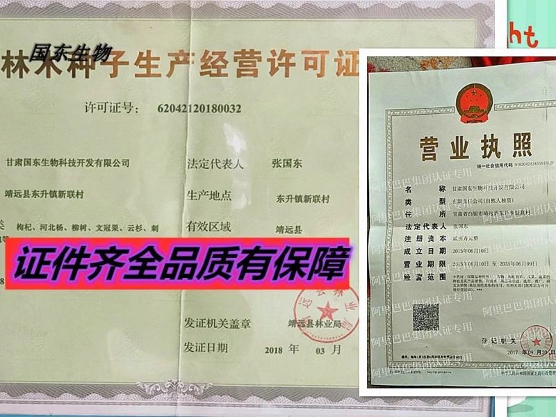 黑红枸杞苗宁杞一号五号七号水果枸杞盆栽地栽老树桩当年结果